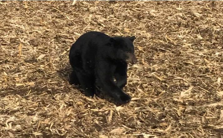 Black bear in field